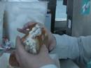 Food Philosophy Video #3: Crab Rolls at Fisherman\ Food Philosophy Video #3: Crab Rolls at Fisherman\