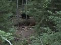 Barry's 2008 Archery Bear Hunt