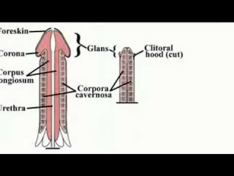 how to grow your pwnis