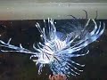 lion fish feeding lion fish feeding
