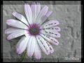 Aao ge jub tum sajna.mp4