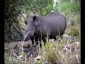 Rhinoceros Beer Muscle Fight with Giraffes Rhinoceros Beer Muscle Fight with Giraffes
