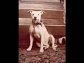 WE ALL LOVE DOGZ