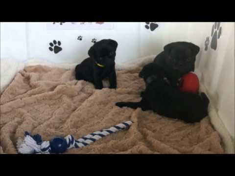 Roxy Larson and Ruggers puppies.