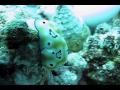 Goodbye Palau, Final Dives, Sashimi and breaking a tree