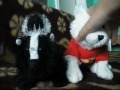 Webkinz review part 1