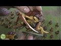 Orks vs Tyranids Warhammer 40k Battle Report Part 1