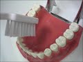 Studio Dentistico Dr Caruso - Treviso: Istruzioni igiene dentale e orale