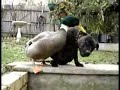 duck nibbles dog!
