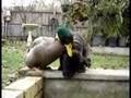 duck nibbles dog!