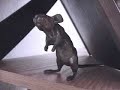 Sprightly the magical mouse: a cute kids story. Sprightly the magical mouse: a cute kids story.