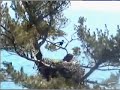 Raven Attack Maine Bald Eagle Nest 04/20/08