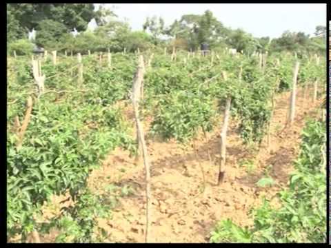 how to fertilize passion fruit