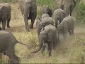 Elephants on the move, STAMPEDE in Krugerpark Elephants on the move, STAMPEDE in Krugerpark