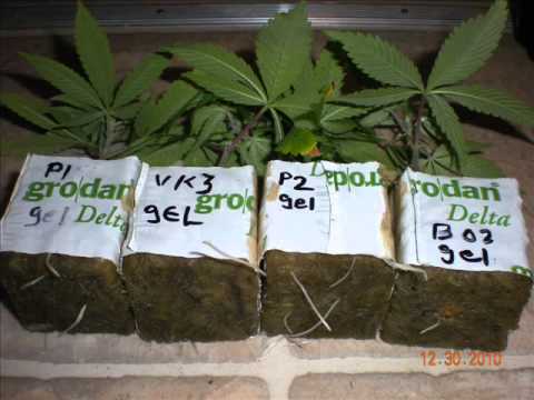 how to clone with dip n grow