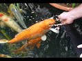 Koi Pond