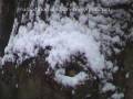 videos de First Snow of 08