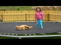 Кот и батут