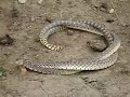 Bull snakes mating Bull snakes mating