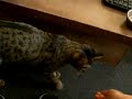 Mon chat ramène la baballe Mon chat ramène la baballe