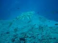 Tiburon Angelote con squalo diving center