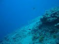 Tiburon Angelote con squalo diving center