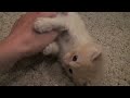 Tickling a kitten :)