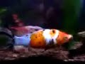 Video from My Phone (0406070135.3g2) for April 06, 2007, 04:39 PM