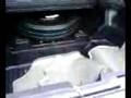 videos de honda ridgeline