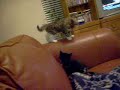 pittens and schmittens playing around