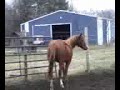 2008 AQHA Chestnut Filly- $1200