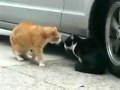 REALLY FUNNY!!! interested in training cats? visit: www.TrainYourCat.net -------------------------------------------Credits uncaptioned vid: www.youtube.com