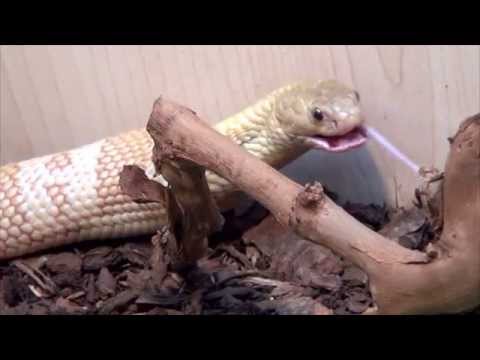 YouTube reptile video