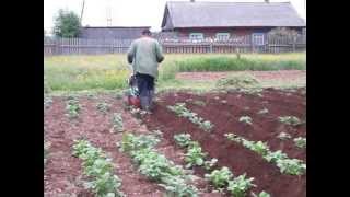 Окучивание картошки культиватором Viking 585