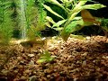 Filmagem  do  nascimento de Lebistes (em  um  mini aquario!. Conseguimos  31  filhotes (  o  resto  foram  vitimas  do  canibalismo  da propria  mãe!) 