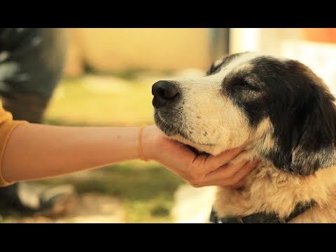 【十二夜】Twelve Nights名人訪談_不棄養篇 11月29日上映