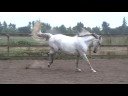 Pazo free lunging
