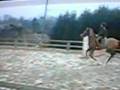 videos de kouglof du parc (nidor platière*santoline du parc*imam d'or)