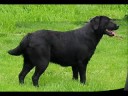 nous élevons des labradors des cairns terriers et des welsh corgis pembroke.Nous sommes situé dans l'orne