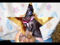 APPLEHEAD CHIHUAHUAS