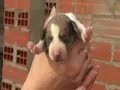 Pretty little dogs
