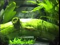 South American Puffer chasing and eating river shrimp