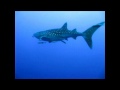 Squali e grandi pesci del Mar Rosso