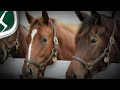 Teaching Horses to Land on Either Lead
