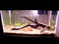 Este é meu aquario com pouco dias plantado... 