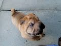 Shar Pei Puppies Playing