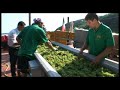 IL FRANCIACORTA 1.avi