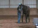 Watch Hesaoneslickonetoo get unsaddled for the first time. This is his first day being saddled along with many other first for this colt. He shows great potential. Shown with Nicole Torturo of 3Drum