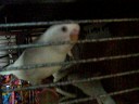 Foraging Parakeets