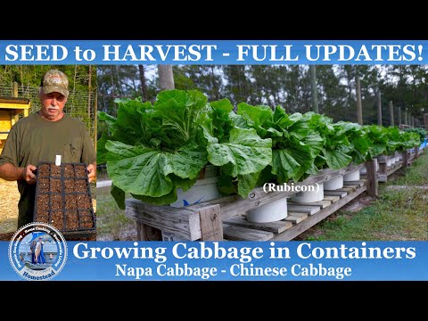 video-linktoworks-How to Grow Cabbage in CONTAINERS (SEED to HARVEST)...